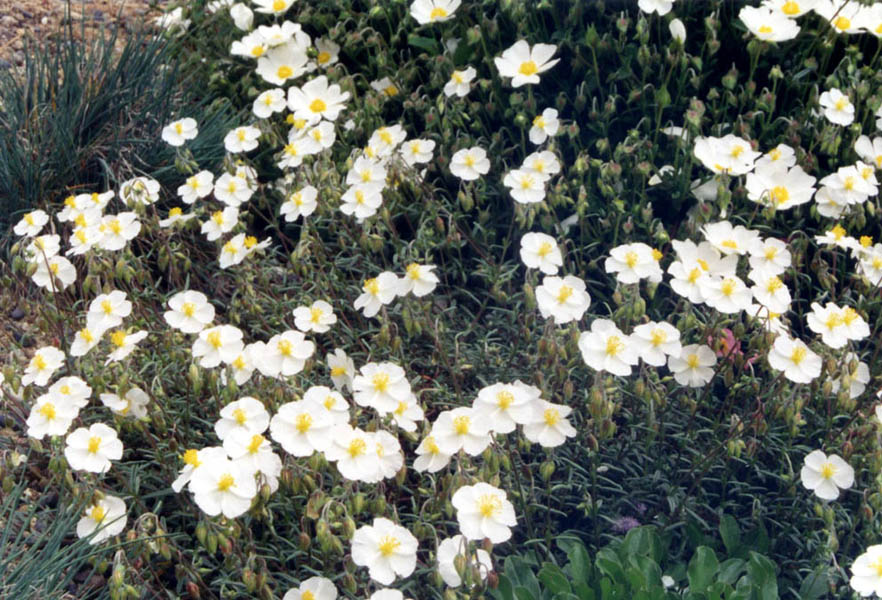 Helianthemum appeninum photo